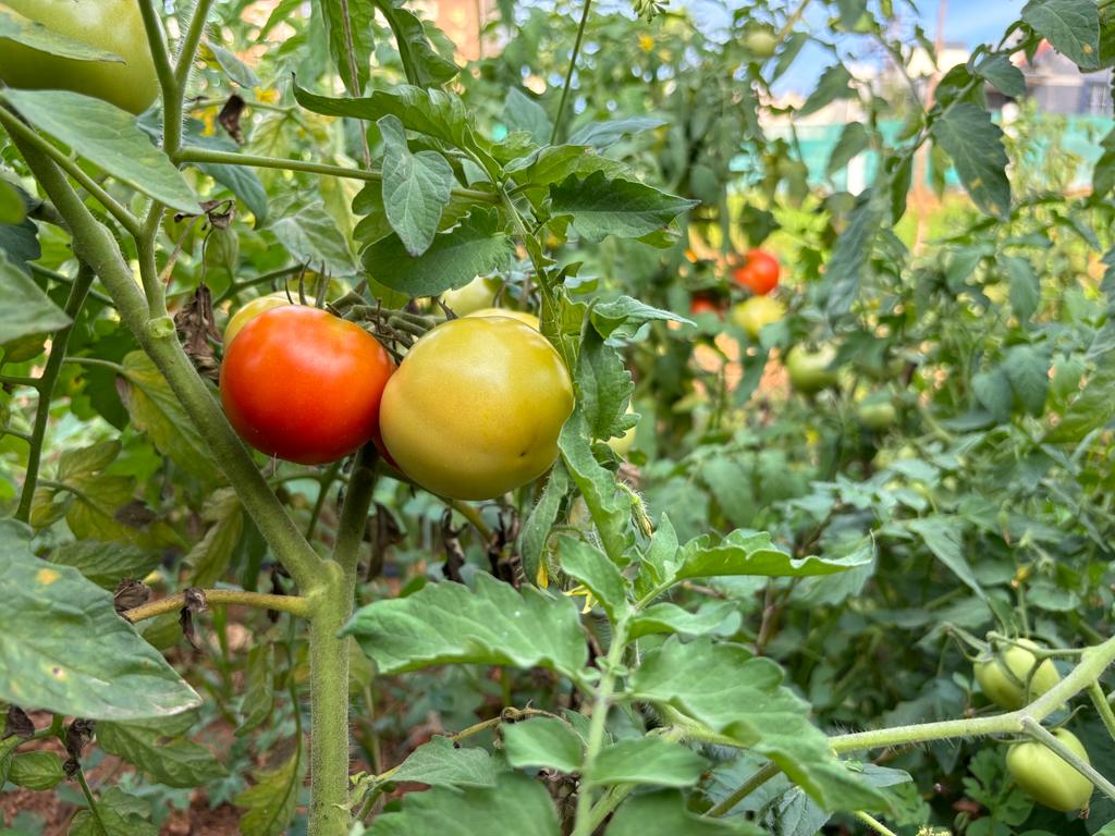 IHDUA-Organic-Farming-Tomatoes